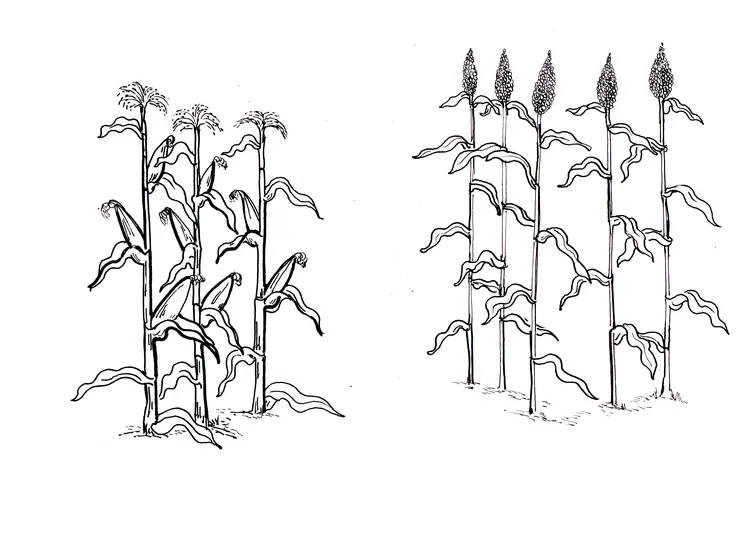 Bok‘olonat jangona